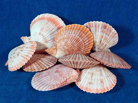 Whole Nobel Pecten Scallop Seashells vary in color.