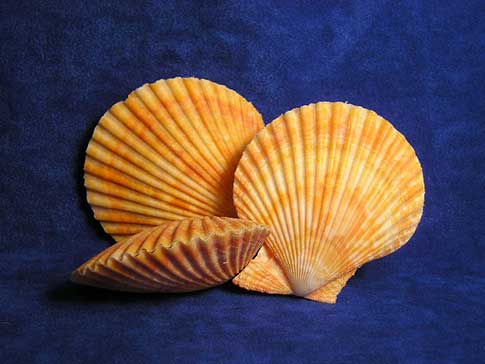 Nice arangement of three orange noble pecten scallop shells.