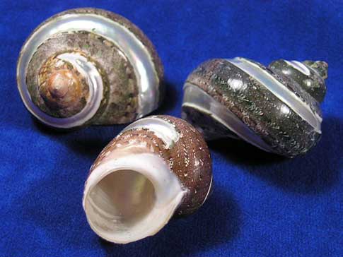 Pearl banded tapestry hermit crab shells.