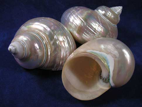 Three large polished pearl turbo sea shells with lustrous finish.