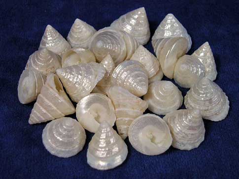 medium sizes Pearly Top seashells 
