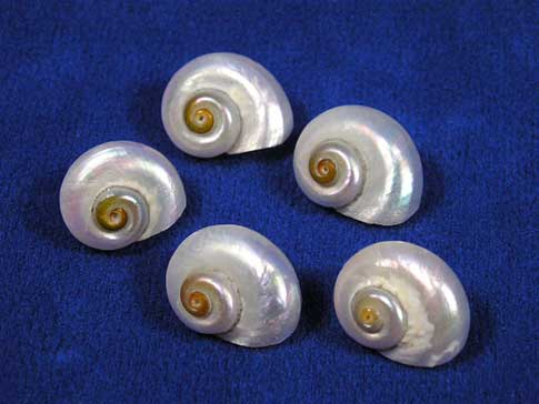 Small pearly hermit crab shells with round openings.