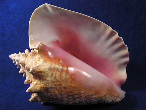 Pink queen conch shell is very large and heavy with natural pink aperture.