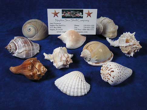 Place card holders made from seashells.
