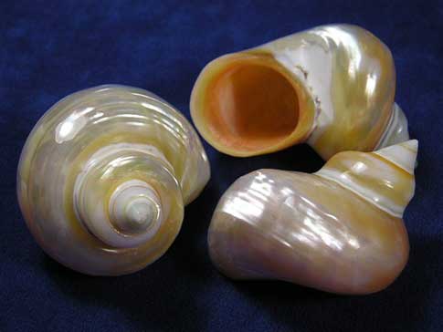 Apex, spire and aperture of polished gold mouth turbo seashells.