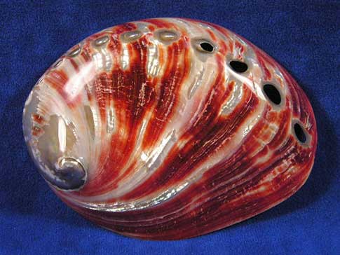 Polished Red Abalone seashell with deep red color.