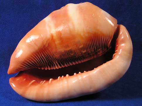 Bright colorful aperture of a cypraecassis rufa red helmet sea shell.