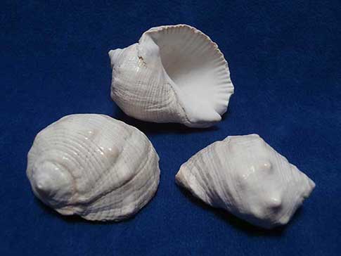 Three white purpura rock sea shells.