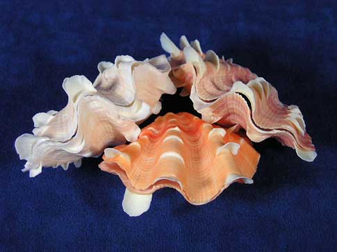 Beautiful pink and orange fluted ruffle clam seashells.