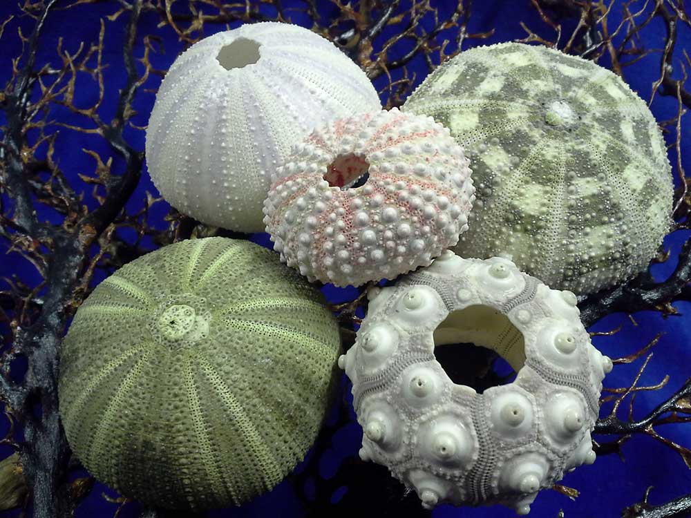 Several types of sea urchin.