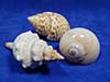 Three pack of seashells for hermit crabs.