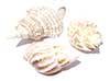 Seashells 3 pack medium hermit crab shells.