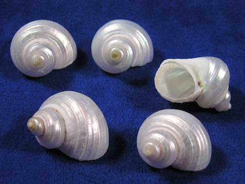 Five very small silver turbo sea shells.