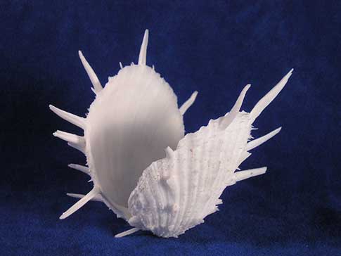 White spondylus imperialis thorny oyster sea shell with long delicate spikes.