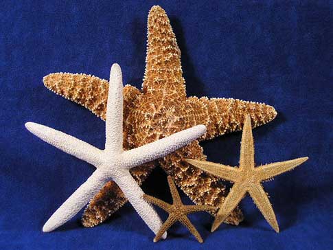 Starfish collection includeds one sugar, pencil, tan, and Florida starfish.