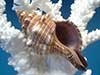 Pleuroploca trapezium striped fox horse conch on white coral.