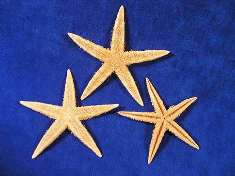 Three tan starfish.