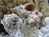 Thais mutabilis rock shells with coral.