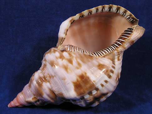 Very large oval opening of a triton hermit crab shell.
