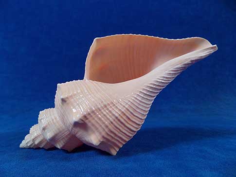 Aperture of a tuba false fusus sea shell.