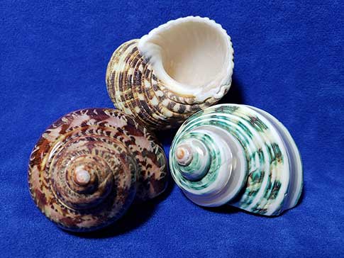 Three pack of large turbo shells for hermit crabs.