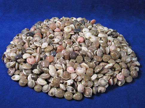 Pile of common button top umbonium seashells.