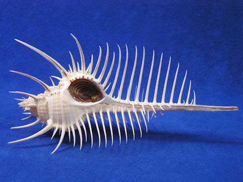 Aperture of a long spine venus pecten lightfoot, comb murex seashell.