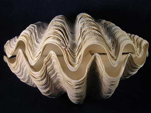 giant clams for sale