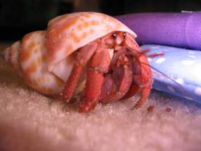Hermit crab wearing babylon spirata sea shell.