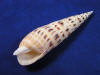 Marlin Spike Sea Shells
