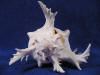 Giant murex chicoreus ramosus seashell with natural swirl.