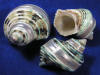 Banded turban hermit crab shells for sale.