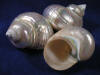 Pearled turbo shells are mother of pearl seashells.