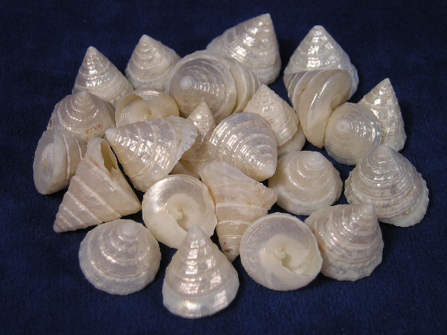 shells in sea. Pearly Top sea shells are the