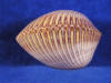 Polished cockle clams for sale.