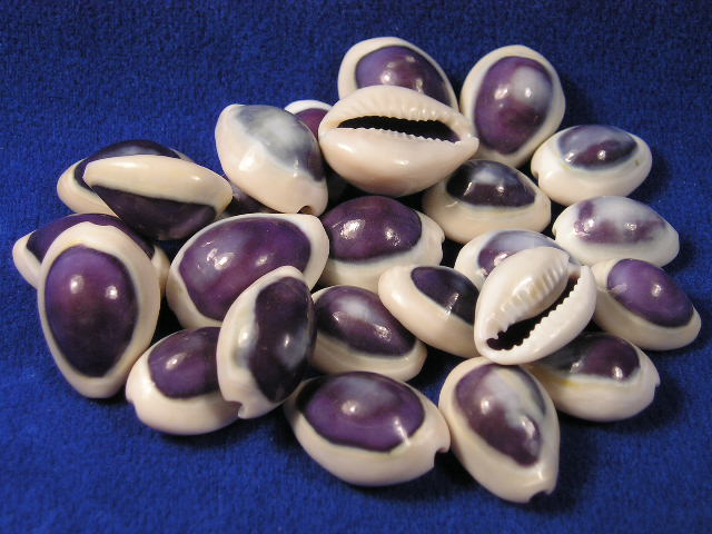 Pictures Of Cowries
