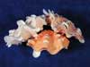 Ruffle Clam Pair Seashells