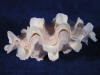 Fluted ruffle clam seashells fit together perfectly.
