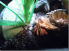 Simon in a tulip hermit crab shell