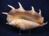 Large Truncata Spider Conch Seashells