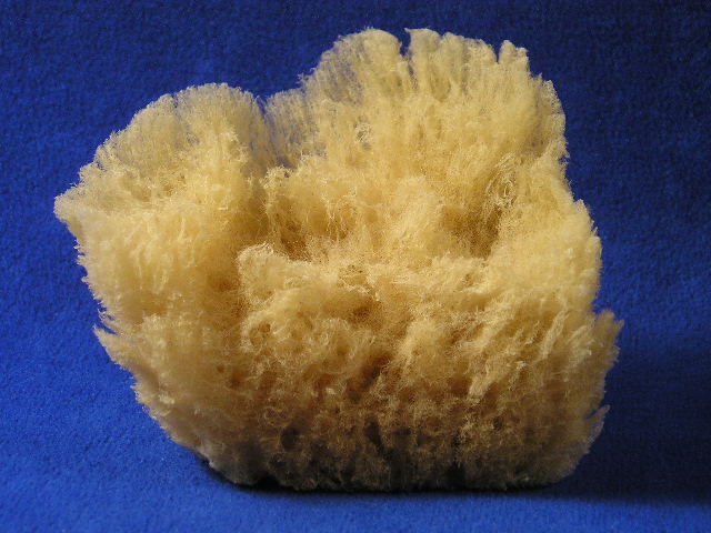 sponges in ocean. Scientists believe sponges