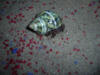 Hermit crab wearing polished green turbo sea shell.