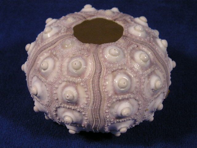 Urchin Sea