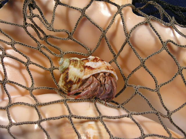 hermit crab mouth