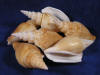 Strombus vittatus vittate conch sea shells.