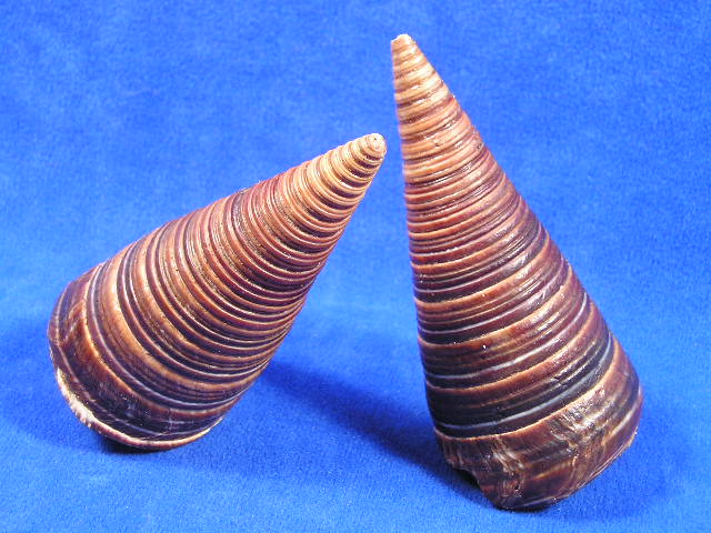 Cone Shaped Snail