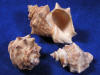 Thais mutabilis sea shells for sale.