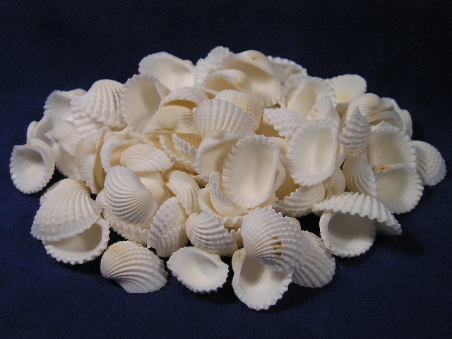 Ark Clam