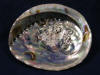 Interior of white abalone is iridescent shiny silver with purple and pink highlights.