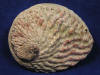 White Abalone Sea Shells